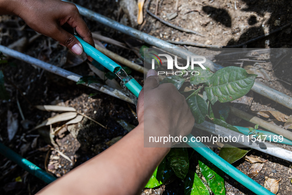 A woman connects a water hose to the only water source to her house during drought season in Selopamioro Village, Bantul Regency, Yogyakarta...