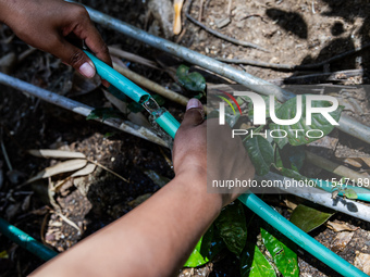 A woman connects a water hose to the only water source to her house during drought season in Selopamioro Village, Bantul Regency, Yogyakarta...