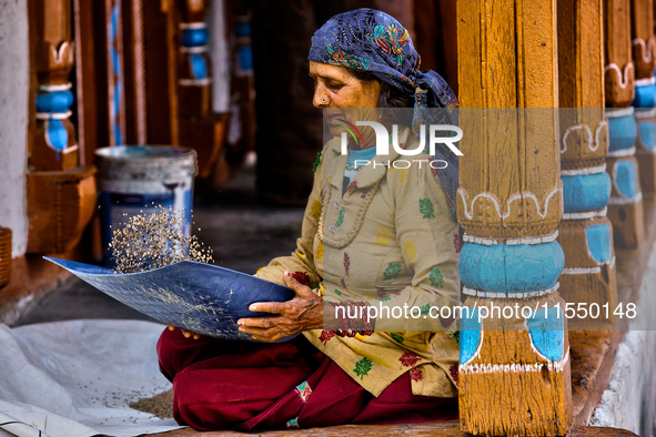 A woman winnows grain in Sainji Village (Corn Village) in Mussoorie, Uttarakhand, India, on April 18, 2024. This village is famous for the b...