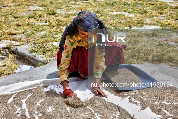 A woman dries grain in the sun in Sainji Village (Corn Village) in Mussoorie, Uttarakhand, India, on April 18, 2024. This village is famous...