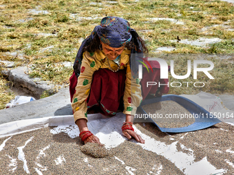 A woman dries grain in the sun in Sainji Village (Corn Village) in Mussoorie, Uttarakhand, India, on April 18, 2024. This village is famous...