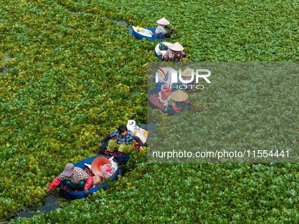 Villagers harvest water chestnuts in a pond in a village in Huai'an, China, on September 7, 2024. 