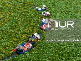 Villagers harvest water chestnuts in a pond in a village in Huai'an, China, on September 7, 2024. (