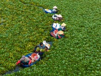 Villagers harvest water chestnuts in a pond in a village in Huai'an, China, on September 7, 2024. (