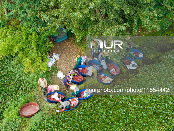 Villagers harvest water chestnuts in a pond in a village in Huai'an, China, on September 7, 2024. 