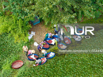 Villagers harvest water chestnuts in a pond in a village in Huai'an, China, on September 7, 2024. (