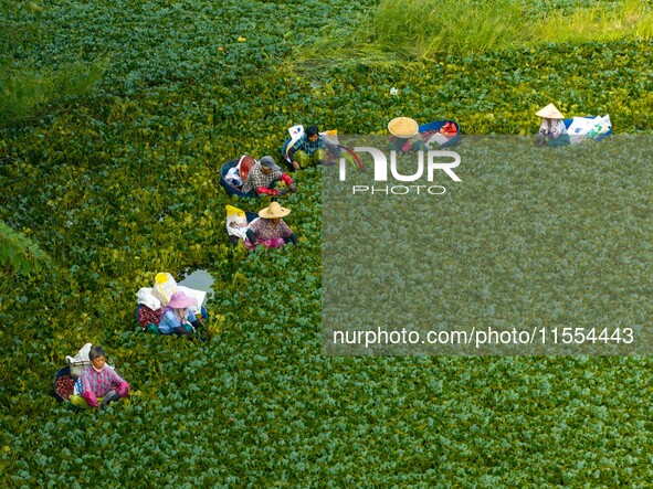 Villagers harvest water chestnuts in a pond in a village in Huai'an, China, on September 7, 2024. 