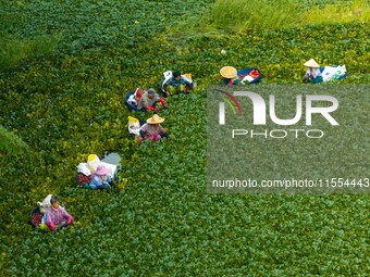 Villagers harvest water chestnuts in a pond in a village in Huai'an, China, on September 7, 2024. (