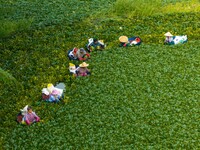 Villagers harvest water chestnuts in a pond in a village in Huai'an, China, on September 7, 2024. (