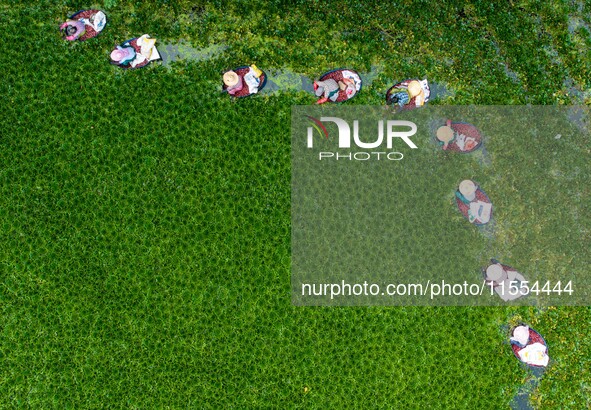 Villagers harvest water chestnuts in a pond in a village in Huai'an, China, on September 7, 2024. 