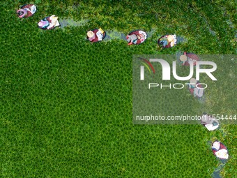 Villagers harvest water chestnuts in a pond in a village in Huai'an, China, on September 7, 2024. (