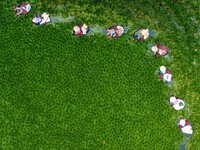 Villagers harvest water chestnuts in a pond in a village in Huai'an, China, on September 7, 2024. (