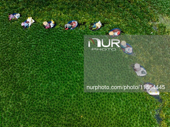 Villagers harvest water chestnuts in a pond in a village in Huai'an, China, on September 7, 2024. 