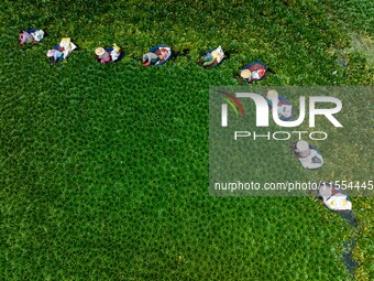 Villagers harvest water chestnuts in a pond in a village in Huai'an, China, on September 7, 2024. (