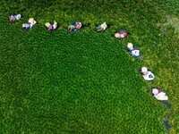 Villagers harvest water chestnuts in a pond in a village in Huai'an, China, on September 7, 2024. (