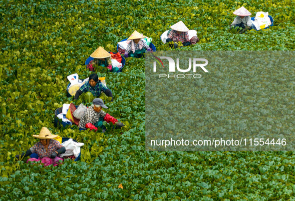 Villagers harvest water chestnuts in a pond in a village in Huai'an, China, on September 7, 2024. 