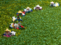 Villagers harvest water chestnuts in a pond in a village in Huai'an, China, on September 7, 2024. (