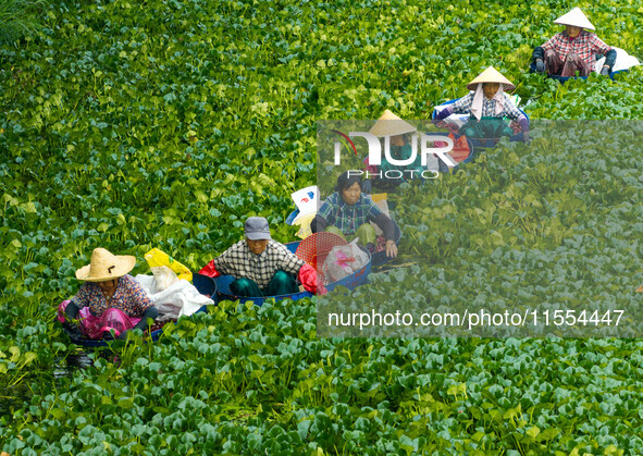 Villagers harvest water chestnuts in a pond in a village in Huai'an, China, on September 7, 2024. 