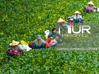 Villagers harvest water chestnuts in a pond in a village in Huai'an, China, on September 7, 2024. (