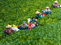 Villagers harvest water chestnuts in a pond in a village in Huai'an, China, on September 7, 2024. (