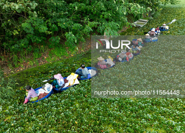 Villagers harvest water chestnuts in a pond in a village in Huai'an, China, on September 7, 2024. 