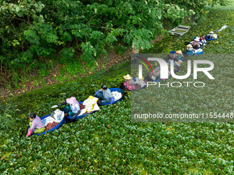 Villagers harvest water chestnuts in a pond in a village in Huai'an, China, on September 7, 2024. (