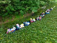 Villagers harvest water chestnuts in a pond in a village in Huai'an, China, on September 7, 2024. (