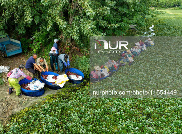 Villagers harvest water chestnuts in a pond in a village in Huai'an, China, on September 7, 2024. 