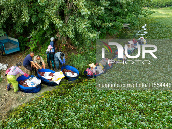 Villagers harvest water chestnuts in a pond in a village in Huai'an, China, on September 7, 2024. (