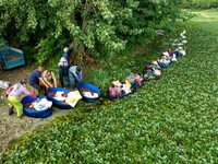 Villagers harvest water chestnuts in a pond in a village in Huai'an, China, on September 7, 2024. (