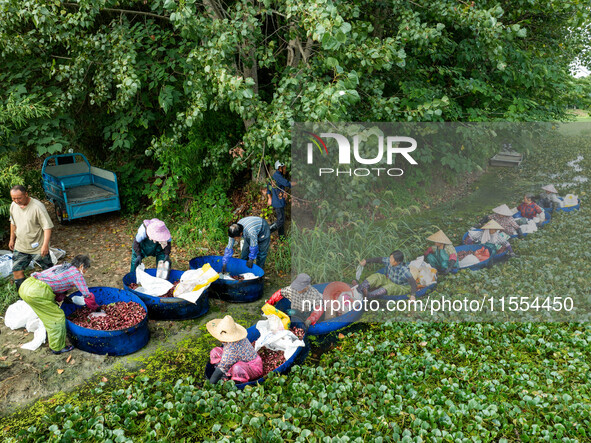 Villagers harvest water chestnuts in a pond in a village in Huai'an, China, on September 7, 2024. 