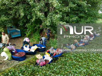 Villagers harvest water chestnuts in a pond in a village in Huai'an, China, on September 7, 2024. (