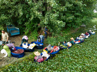 Villagers harvest water chestnuts in a pond in a village in Huai'an, China, on September 7, 2024. (