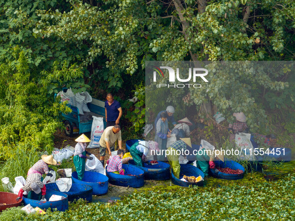 Villagers harvest water chestnuts in a pond in a village in Huai'an, China, on September 7, 2024. 