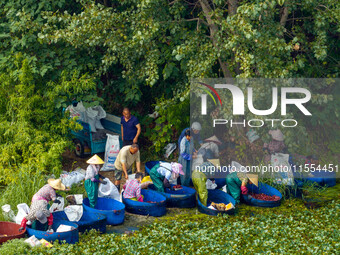 Villagers harvest water chestnuts in a pond in a village in Huai'an, China, on September 7, 2024. (