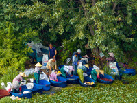 Villagers harvest water chestnuts in a pond in a village in Huai'an, China, on September 7, 2024. (