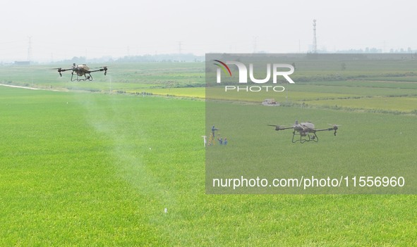 Farmers use drones to carry out intelligent cruise spraying operations in Chuzhou, China, on September 7, 2024. 