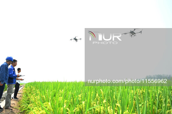 Farmers use drones to carry out intelligent cruise spraying operations in Chuzhou, China, on September 7, 2024. 