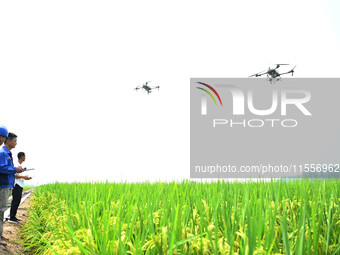 Farmers use drones to carry out intelligent cruise spraying operations in Chuzhou, China, on September 7, 2024. (