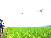 Farmers use drones to carry out intelligent cruise spraying operations in Chuzhou, China, on September 7, 2024. (