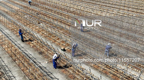 Workers dry squid at a seafood processing company in Zhoushan, China, on September 8, 2024. 