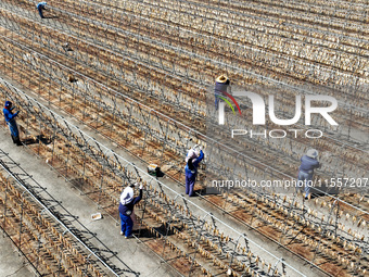 Workers dry squid at a seafood processing company in Zhoushan, China, on September 8, 2024. (