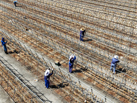 Workers dry squid at a seafood processing company in Zhoushan, China, on September 8, 2024. (