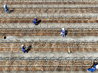 Workers dry squid at a seafood processing company in Zhoushan, China, on September 8, 2024. (