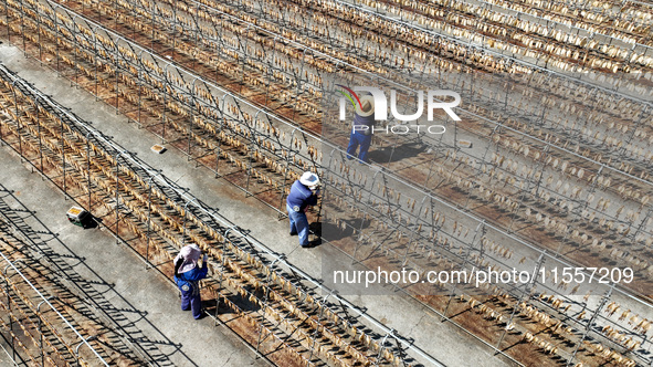 Workers dry squid at a seafood processing company in Zhoushan, China, on September 8, 2024. 