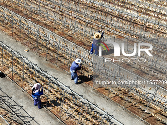 Workers dry squid at a seafood processing company in Zhoushan, China, on September 8, 2024. (