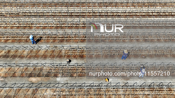 Workers dry squid at a seafood processing company in Zhoushan, China, on September 8, 2024. 