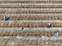 Workers dry squid at a seafood processing company in Zhoushan, China, on September 8, 2024. (