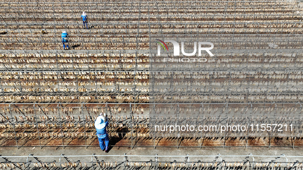 Workers dry squid at a seafood processing company in Zhoushan, China, on September 8, 2024. 