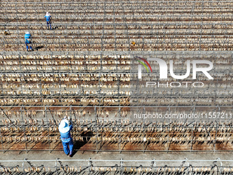 Workers dry squid at a seafood processing company in Zhoushan, China, on September 8, 2024. (